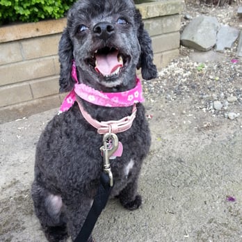 Fuzzy Friends - My dog after - Pet Groomers Near Me - Renton, Washington Fuzzy Friends - My dog after - Pet Groomers Near Me - Renton, Washington