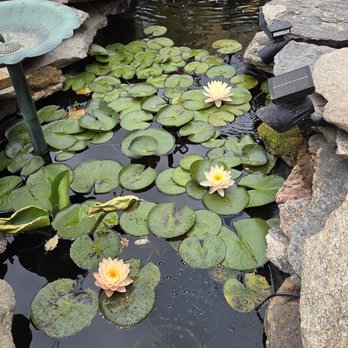 True Pump & Equipment - Clearly the Lilly bloom IS NOT RED!! - Nurseries & Gardening Near Me - Denver, Colorado