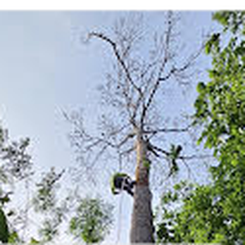 Mario's Tree Service - Tree Services Near Me Mario's Tree Service - Tree Services Near Me