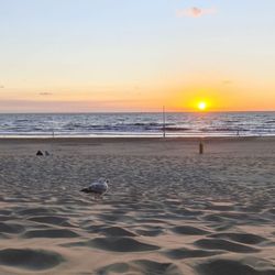 Strand Noordwijk Zuid