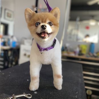 Tooth And Nail Grooming - Pet Groomers Near Me - Lansing, Michigan Tooth And Nail Grooming - Pet Groomers Near Me - Lansing, Michigan