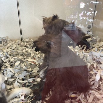 Puppy Love - Pet Stores Near Me - Sparks, Nevada Puppy Love - Pet Stores Near Me - Sparks, Nevada