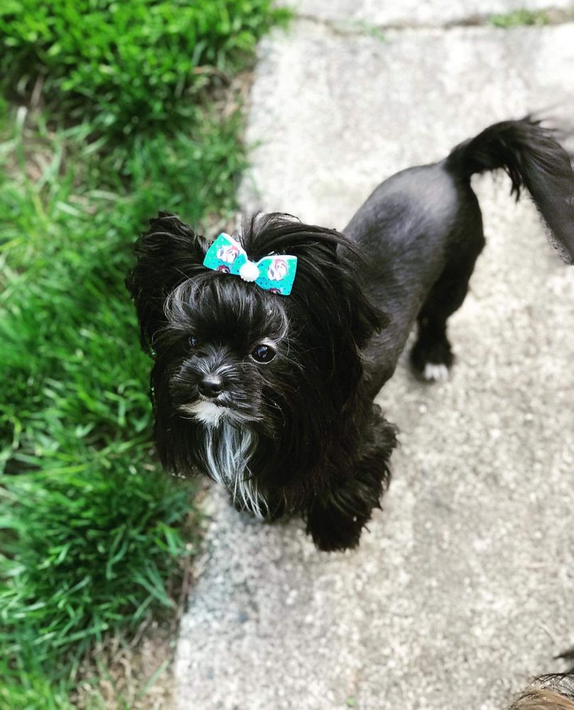 YORKLUV YORKIES Bellingham, Washington Pet Breeders Phone Number