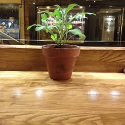 Porter House - Sage growing at my table.