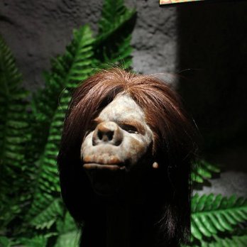 Ripley's Believe It or Not! - Shrunken Head Gross! - Museums Near Me - Branson, Missouri Ripley's Believe It or Not! - Shrunken Head Gross! - Museums Near Me - Branson, Missouri