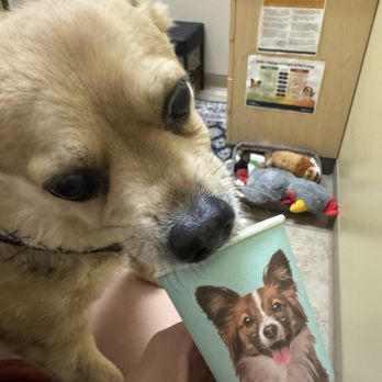 PetVet365 Highlands Ranch - Pup cup upon entry? Yes please! - Veterinarians Near Me - Highlands Ranch, Colorado