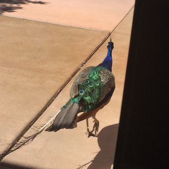 Glendale Public Library - Peacocks - Libraries Near Me - Glendale, Arizona
