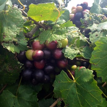 Woodmill Winery - Wineries Near Me - Vale, North Carolina
