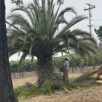 Sam's Tree Service - Tree Services Near Me - Santa Rosa, California