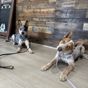 Hope Dog Training - Theo with his newly acquainted class mate. - Pet Training Near Me - Norco, California