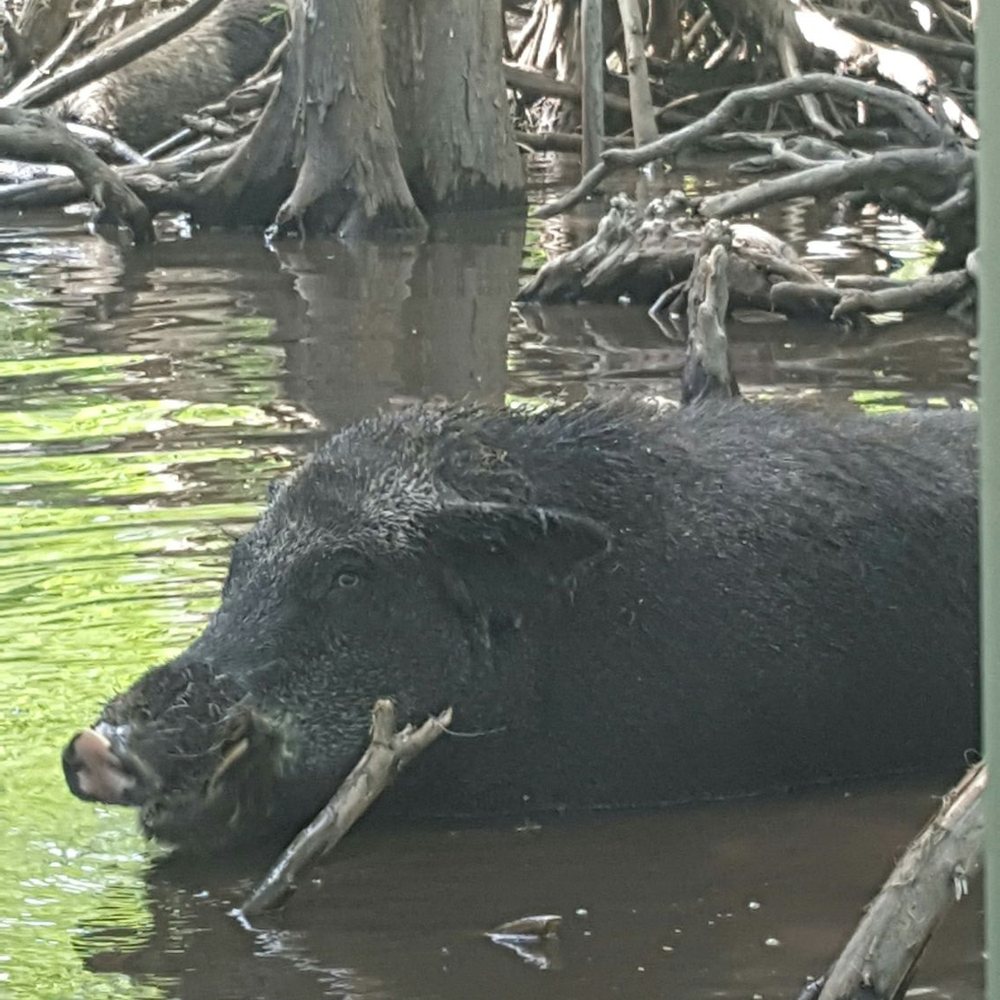 Pearl River Swamp Tours - Tours Near Me - Slidell, Louisiana Pearl River Swamp Tours - Tours Near Me - Slidell, Louisiana