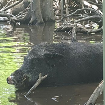 Pearl River Swamp Tours - Tours Near Me - Slidell, Louisiana Pearl River Swamp Tours - Tours Near Me - Slidell, Louisiana