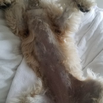 PetSmart - My most recent grooming experience at Petsmart on Crestline - Pet Groomers Near Me - Littleton, Colorado PetSmart - My most recent grooming experience at Petsmart on Crestline - Pet Groomers Near Me - Littleton, Colorado