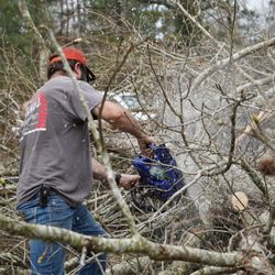 Mr Green Jeans tree service