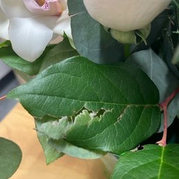 One of many dead and torn leaves