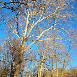 River Park - Love these birch trees