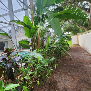 Castle Tree Art - narrow space behind the lanai where Santos and crew had to take down 30 foot trees without any mis-haps. Great job! - Tree Services Near Me - Coral Springs, Florida Castle Tree Art - narrow space behind the lanai where Santos and crew had to take down 30 foot trees without any mis-haps. Great job! - Tree Services Near Me - Coral Springs, Florida