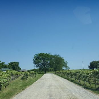 Summerset Winery - Rows and rows - Wineries Near Me - Indianola, Iowa Summerset Winery - Rows and rows - Wineries Near Me - Indianola, Iowa