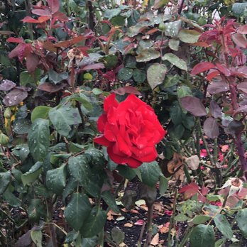 Beacon Hill Park - Parks Near Me - Victoria, British Columbia
