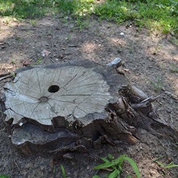 Jones Tree Surgery - Tree Services Near Me - Danvers, Illinois Jones Tree Surgery - Tree Services Near Me - Danvers, Illinois