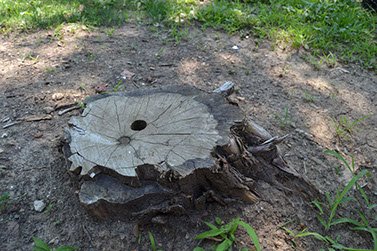 Jones Tree Surgery - tree service in Danvers, IL