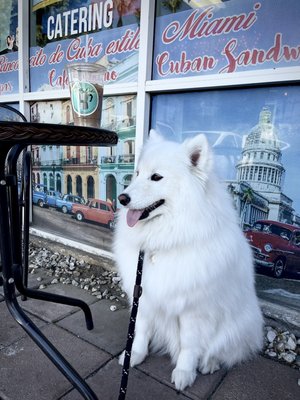 Calle Ocho Cuban Cafecito by null