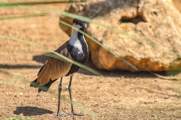 Los Angeles Zoo by null