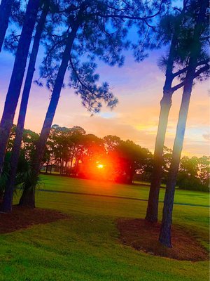 Palmetto-Pine Country Club by null