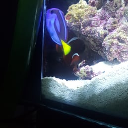 Blue tang I bought 1 yr ago from Steven. Blue tang I bought 1 yr ago from Steven.