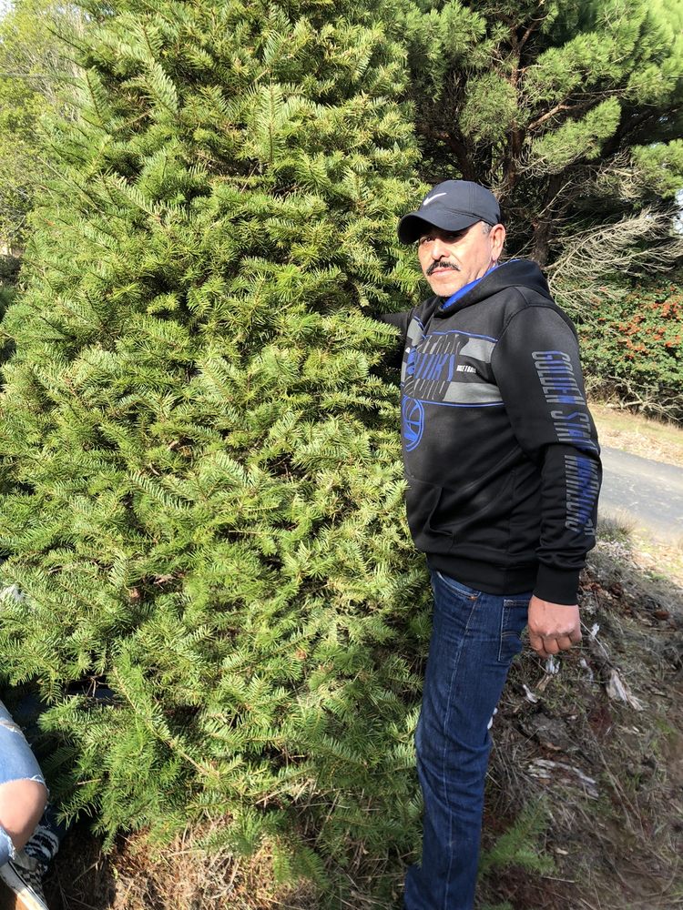 JOINER TREE FARM 11600 Bodega Hwy, Sebastopol, California Christmas