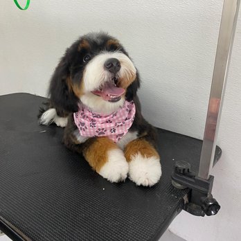 Bluey Pet Grooming - Pet Groomers Near Me Bluey Pet Grooming - Pet Groomers Near Me