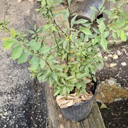 Gurney's Seed & Nursery - This is a bush I ordered from their competitor.