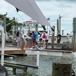 Tarpon Feeding - Feeding tarpon