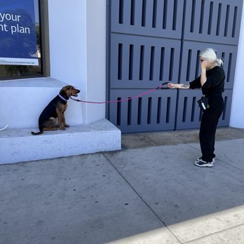 Cali K9 - Focus and sit at end of leash with street distractions. - Pet Training Near Me - Los Angeles, California Cali K9 - Focus and sit at end of leash with street distractions. - Pet Training Near Me - Los Angeles, California