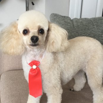 Joni Grooming Spa & Boutique - Pet Groomers Near Me - Boca Raton, Florida
