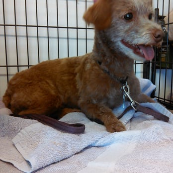 Puppy Cuts Pet Grooming - Terrier mix - Pet Groomers Near Me - Columbia, South Carolina Puppy Cuts Pet Grooming - Terrier mix - Pet Groomers Near Me - Columbia, South Carolina