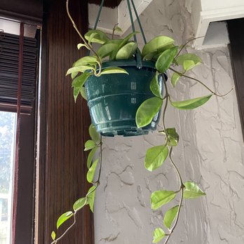 Plant Mode - Hoya! - Nurseries & Gardening Near Me - Champaign, Illinois