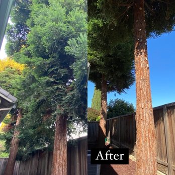 JMV Tree Service - Tree Services Near Me - Hayward, California JMV Tree Service - Tree Services Near Me - Hayward, California