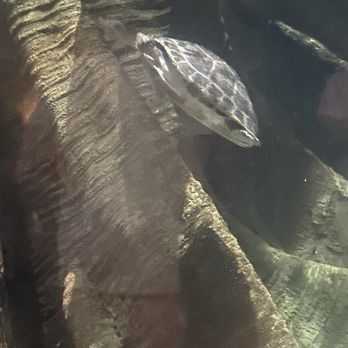 Long Island Aquarium - Turtle - Aquariums Near Me - Riverhead, New York