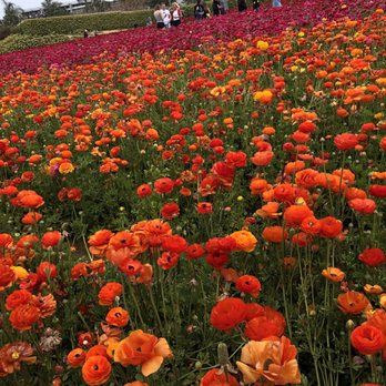 The Flower Fields - Venues & Event Spaces Near Me - Carlsbad, California The Flower Fields - Venues & Event Spaces Near Me - Carlsbad, California