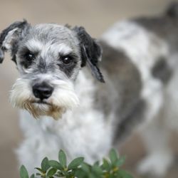 The Kennel Klub - Biscuit is an old dog that learned a few new manners with training by Freddy!