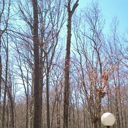 Quality Tree Care
