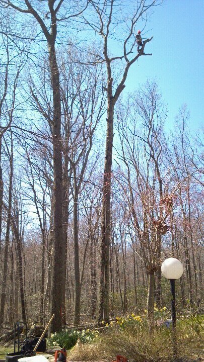 Quality Tree Care - tree service in Madison, CT