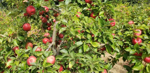 Bells Orchard by null