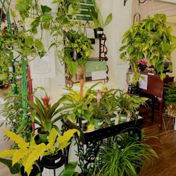 Thea Plant Co