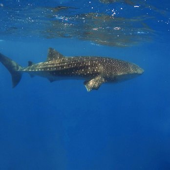 Island Divers - Whale shark spotted off Waikiki! - Scuba Diving Near Me - Honolulu, Hawaii
