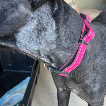 209 Club Pet - what happened here? her neck was cut closer to skin than rest of body- but only this side of the neck. - Pet Groomers Near Me - Stockton, California 209 Club Pet - what happened here? her neck was cut closer to skin than rest of body- but only this side of the neck. - Pet Groomers Near Me - Stockton, California