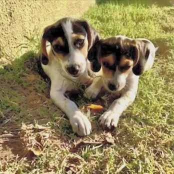 Training All Doggies - These little rascals and cute, but needed Lori's help! - Pet Training Near Me
