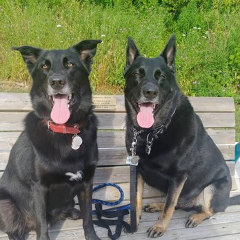 Scotty's dog walking and training - Pet Training Near Me - Niagara Falls, Ontario