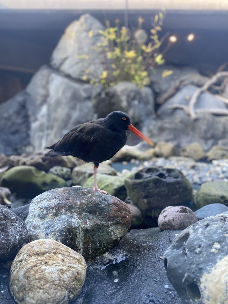 SEATTLE AQUARIUM 3167 Photos & 1161 Reviews Aquariums 1483